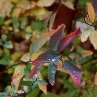 autumn riot of color