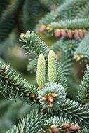 beautiful and delightful pine cones on a blurred background
