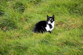 magnificent black cute cat