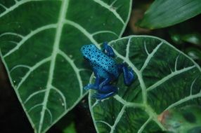 frog poison dart