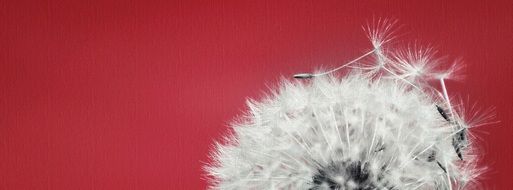 White flying seeds of dandelion flower