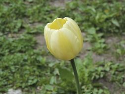 Picture of white tulip