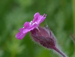 wild purple flower with hairline