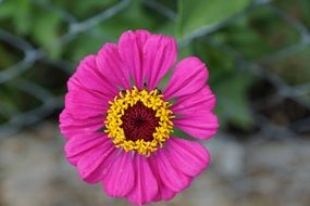 Purple Zinnia closeup