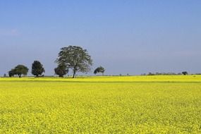 agricultural field of mustard