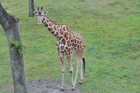 giraffe in nature in Africa