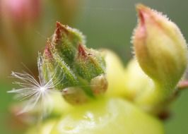 buds plant closeup