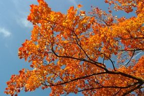 autumn maple leaves on branches