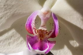 white and pink orchid flower blossom bloom