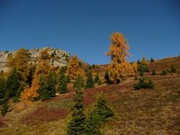 autumn forest among the mountains