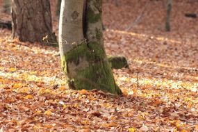 A tree in the autumn forest