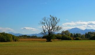 picturesque landscape with lonely tree, germany, bavaria