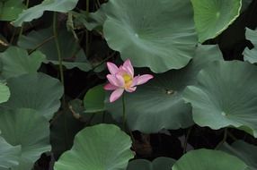 lotus flower among the huge leaves