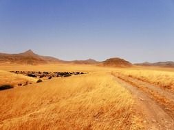 rough sand grasslands track namibia landscape