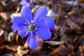 Blue hepatica flower blossomes