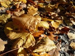 incredible leaves nature