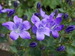 violet bellflower