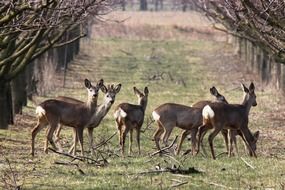 herd of roe in the park