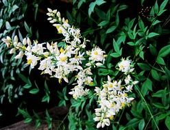 Beautiful white and yellow buds of holy bamboo