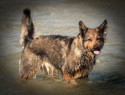 wet dog playing in water scene