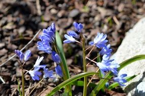 blue bloom macro view