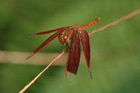 brown dragonfly on a dry stem of a plant