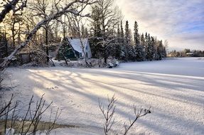 winter snow ice trees