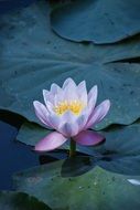 water lily flower in the pond