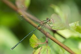 Dragonfly on stem close-up