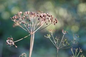 dry dill umbrellas