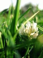 clover flowers in grass