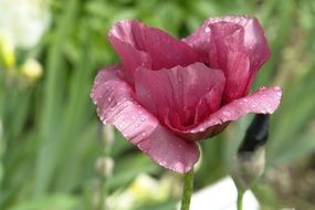 Pink poppy flower with raindrops
