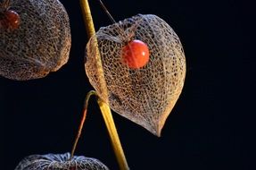 orange physalis berries