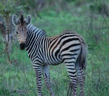 little zebra in safari