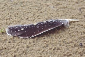 bird feather on the beach after rain