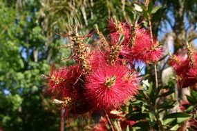 Argentinian flower plant