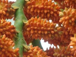 plant with seeds