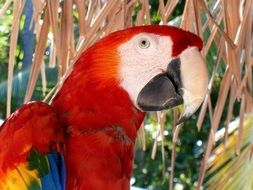close up of a macaw parrot