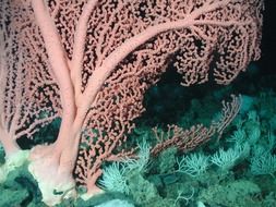 coral underwater plants