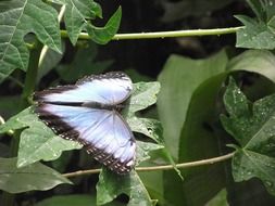 Butterfly under the color of leaves