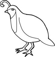 Drawing of quail bird for cooking