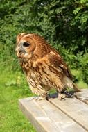 large church owl