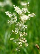 White flowering philipendula close-up on blurred background