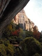 forest and scenic sandstone rocks at fall, usa, utah, Zion National Park