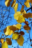 foliage leaves
