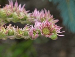 tiny blossoms and buds of Hen and chicks plant, macro
