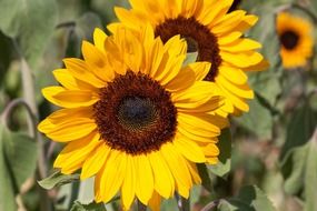 bright summer yellow sunflower