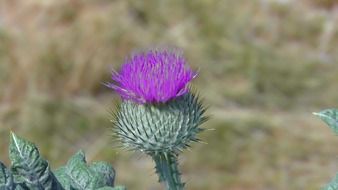 thistle on a wild pitch