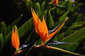 Bloom of a strelitzia in the sunlight