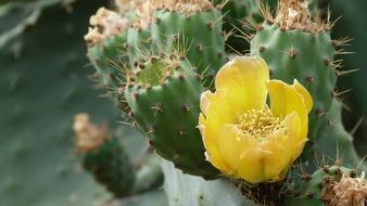 yellow cactus plant